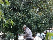 Cura del verde a Seregno: al via la biostimolazione radicale per oltre 100 alberi